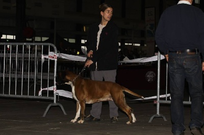 de Cantelaudette de Quitterie - FARAH   -   CACIB Bodeaux 2014