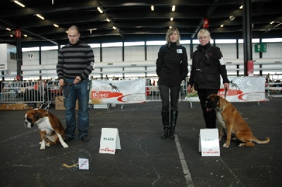 de Cantelaudette de Quitterie - CACIB de Bordeaux 2011 - Spéciale Boxer