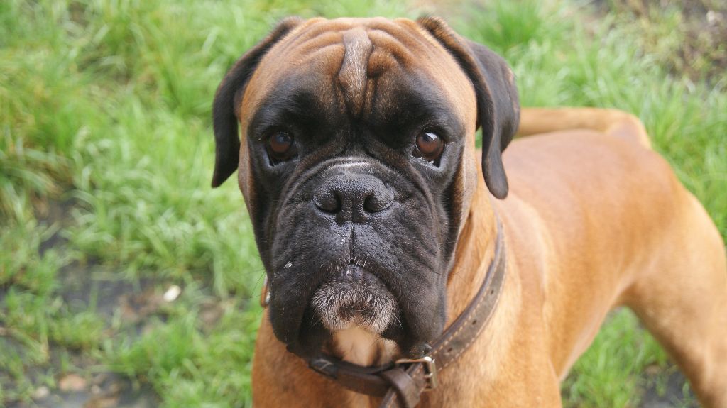 Jagger de Cantelaudette de Quitterie