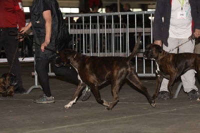 de Cantelaudette de Quitterie - DZARA  -  CACIB Bordeaux  2014