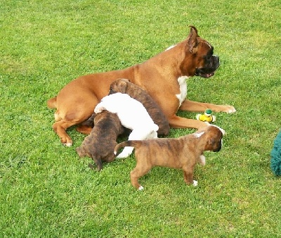 de Cantelaudette de Quitterie - Naissance de 7chiots