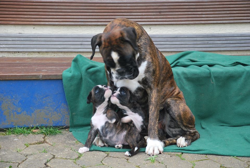 de Cantelaudette de Quitterie - Tendresse