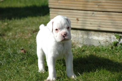 de Cantelaudette de Quitterie - Casper , boxer blanc 