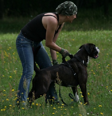 de Cantelaudette de Quitterie - DIAMOND à l'entrainement