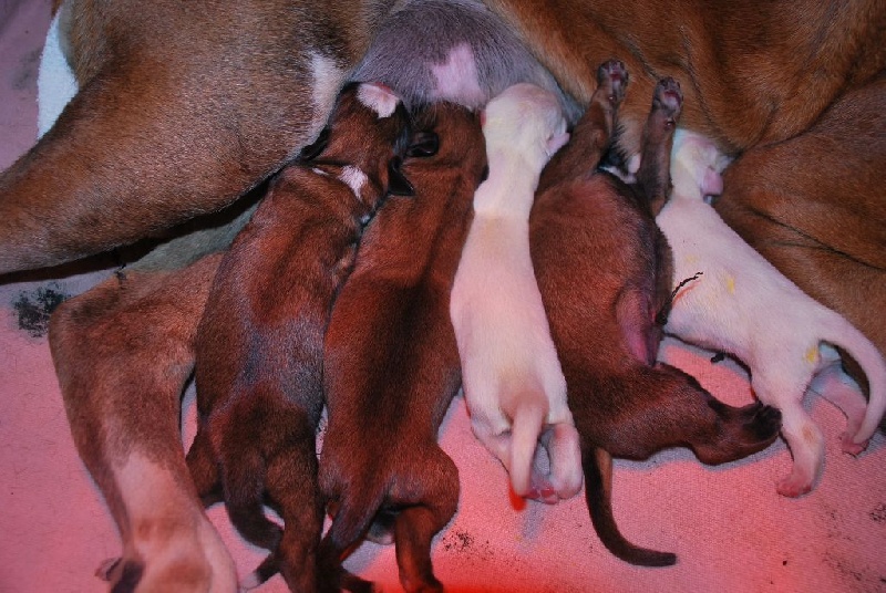 Chiot Boxer de Cantelaudette de Quitterie