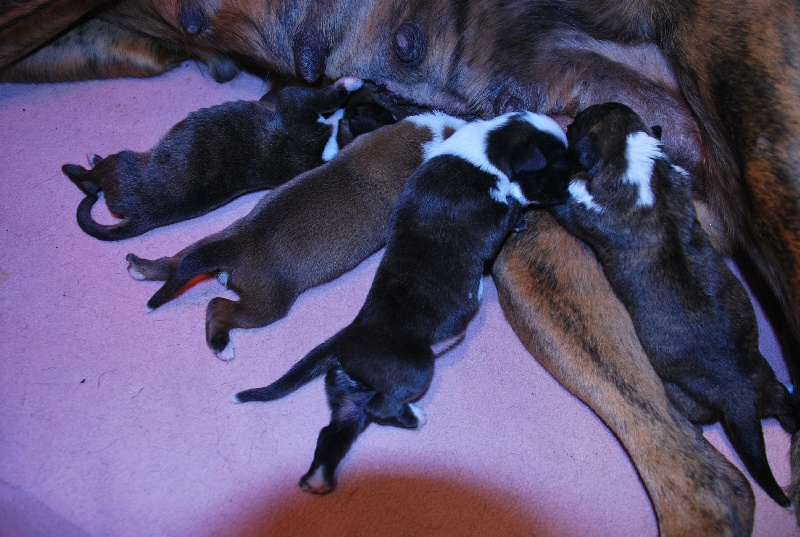 de Cantelaudette de Quitterie - Boxer - Portée née le 13/08/2009