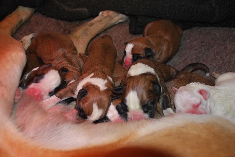 Chiot Boxer de Cantelaudette de Quitterie