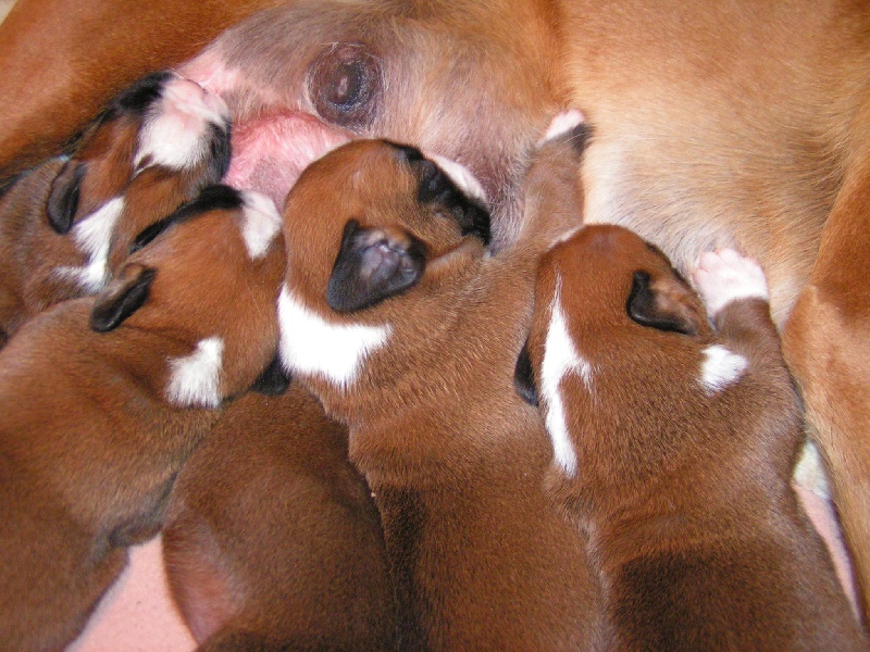 Chiot Boxer de Cantelaudette de Quitterie