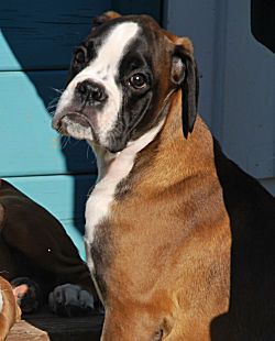 de Cantelaudette de Quitterie - Chiots disponibles - Boxer