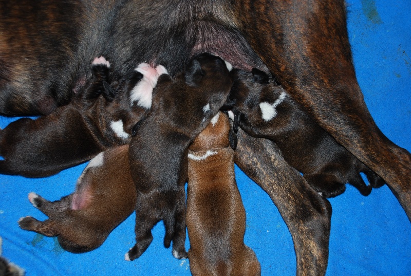 Chiot Boxer de Cantelaudette de Quitterie