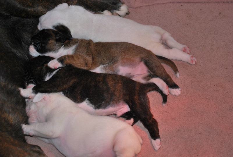 Chiot Boxer de Cantelaudette de Quitterie