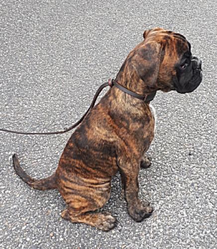 de Cantelaudette de Quitterie - Chiots disponibles - Boxer