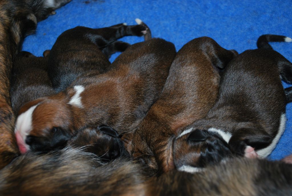 Chiot Boxer de Cantelaudette de Quitterie