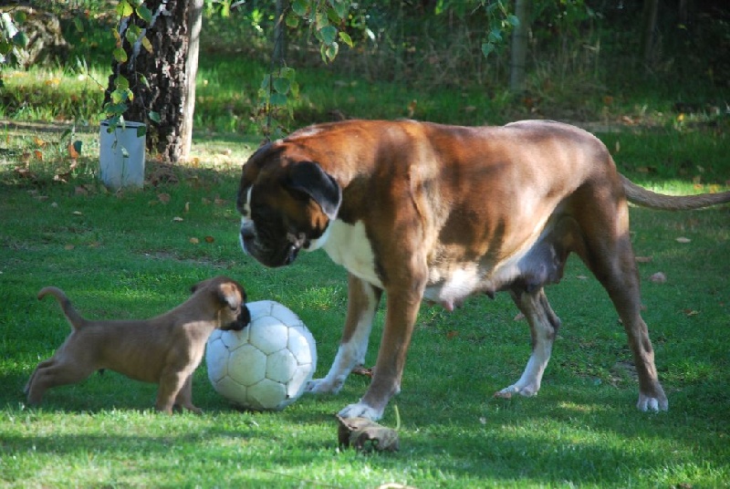 de Cantelaudette de Quitterie - Chiots disponibles - Boxer